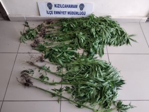Evin bahçesinde ekili Hint kenevirleri polisin dikkatinden kaçmadı
