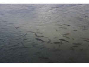 Kozluk’un ‘Balıklı Göl’ü ilgi bekliyor