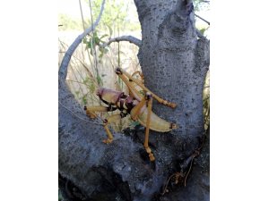 Dev çekirge bu kez Gaziantep’te görüntülendi