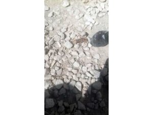 Yüksekova’da sarıkız örümceği görüldü