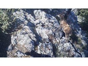 Burdur’da yaban keçisi ve yaban kedisi fotokapana yakalandı