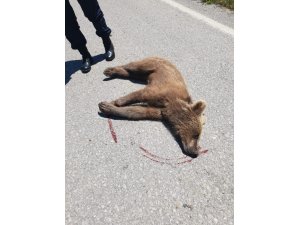 Aracın çarptığı yavru ayı öldü