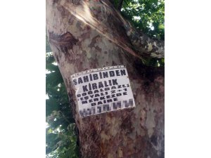 Ağaçlara asılan ilanlar zarar veriyor