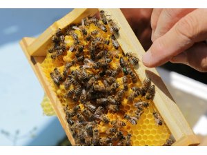 Gümüşhane Kafkas ana arı üretim üssü olma yolunda ilerliyor