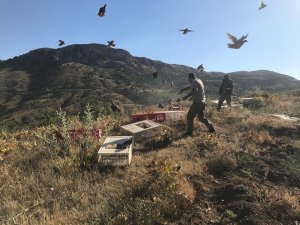 Karaman’da doğaya 2 bin kınalı keklik salındı