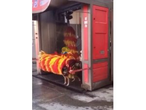 Antalya’da köpeklerin fırçalı ve buzdolaplı serinliği