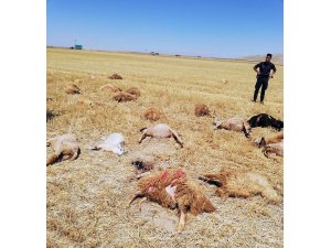 Karaman’da otlamak için tarlaya götürülen 42 koyun telef oldu