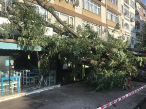 Beşiktaş’ta devrilen ağaç yürekleri ağza getirdi