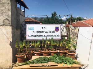 Burdur’da yasak kenevir ekimi yapan 2 kişi suçüstü yakalandı