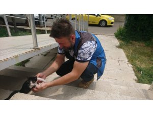 Trafoda mahsur kalan kediyi ekipler kurtardı