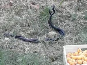 Malatya’da yılanların dansı görüntülendi
