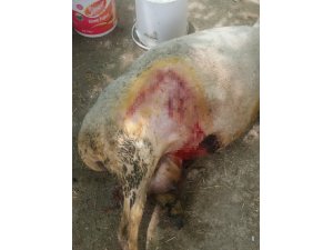 Pamukkale’de koyun sürülerine kurt saldırdı