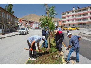 Hakkari Belediyesi kuruyan ağaçların yerine yenilerini dikti