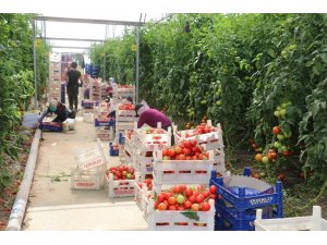 Erzincan’da domates üretimi artıyor