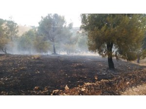 Atatürk Barajı ormanında korkutan yangın