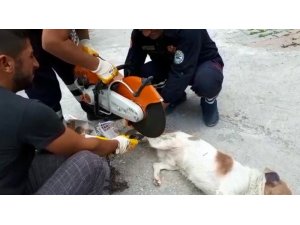 Ayağı zincire dolanan köpeği itfaiye kurtardı