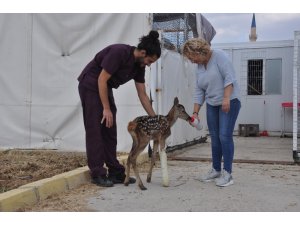 Yavru kızıl geyik tedavi altına alındı
