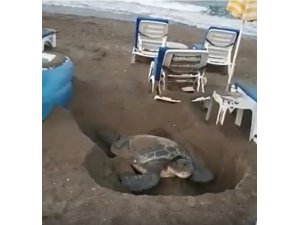 Deniz kaplumbağasının şezlonglar arasındaki yumurtlama çabası