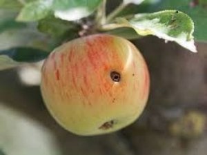 Van’da elma iç kurdu uyarısı