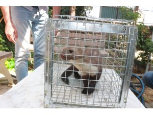 Adıyaman’da sansar sanılan gelincik ortalığı karıştırdı