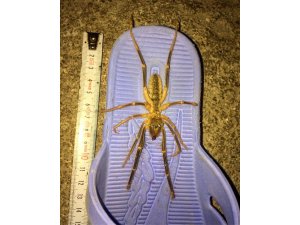 13 santimetre uzunluğundaki zehirli örümcek tedirgin etti
