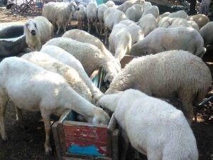 Osmaniye’de kurban fiyatları belirlendi