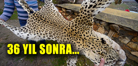 Turkiyede 36 Yil Sonra Leopar Izine Rastlandi
