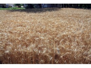 Buğdayda kullanılan mikoriza mantarı ile verim yüzde 20 arttı