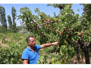 Niğde’de yazlık elma pazarda alıcılarını bekliyor