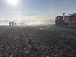 Mardin’de anız yangınında mısır ekili tarla zarar gördü