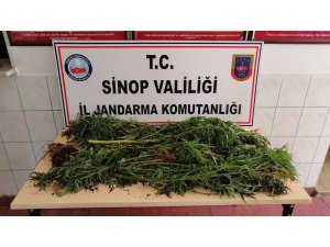Sinop’ta uyuşturucu operasyonu