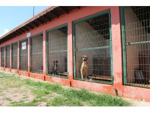 Barınakta 545 hayvana yardım eli uzatıldı