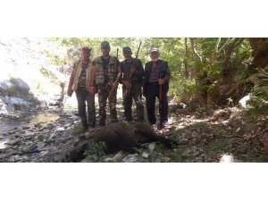 Karaman’da yaban domuzlarına karşı sürek avları devam ediyor