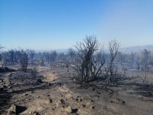 Çanakkale’de makilik yangını