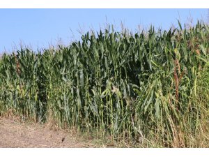 Sakarya’da mısır üreticilerinden açıklama