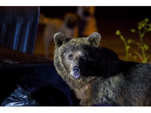 Uludağ’da yiyecek bulmak isteyen ayılar yerleşim bölgesine indi