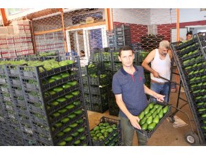 Alanya’dan Polonya’ya ilk kez avokado ihracatı başladı