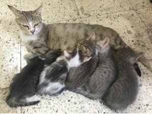 Anne kedinin şefkati görülmeye değer