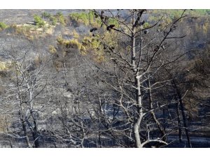 Urla’daki yangının ardından Başkan Oğuz: "Yeniden ağaçlandıracağız"