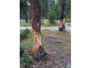 Piknikçiler ağaçlara zarar verdi