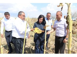 Aksaray’daki dolu afetinde zarar gören arazi 20 bin dekara yükseldi