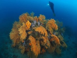 Kızıl mercanlardan sonra sarı mercanlar da büyük ilgi çekiyor