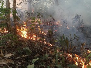 Dünyanın akciğeri Amazon ormanları alev alev yanıyor!