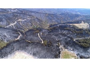 İzmir’de yanan ormanlara 1 milyon fidan kampanyası