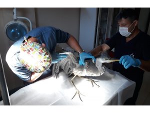 Kocaeli’de yaralı kuşlar tedavi edilerek doğaya salındı