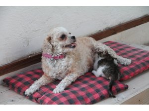İki kısır köpek 4 kediye annelik yapıyor