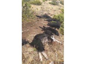 Elazığ’da yıldırım düştü, 12 keçi telef oldu,4’ü yaralandı