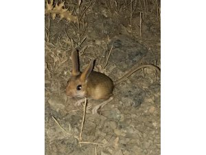 Tunceli’de kanguru faresi görüntülendi