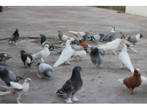 Uzmanlar uyardı: ’Beslediğiniz kuş katiliniz olabilir’