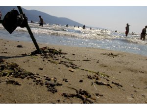 Muğla’da binlerce bal arısı telef olarak sahile vurdu
